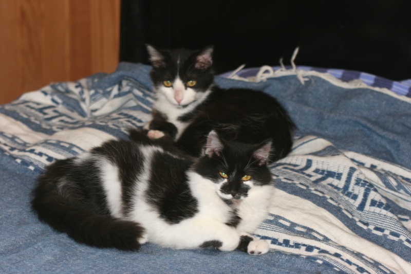 adoptés gnoki et  graziella 2 chatons noir et blanc un male et une femelle 3mois 04/06 - Page 2 Chato141