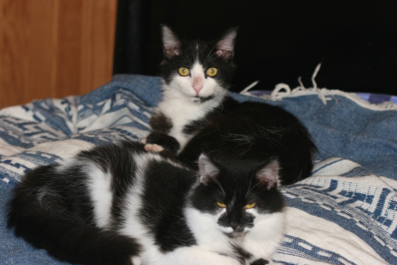 adoptés gnoki et  graziella 2 chatons noir et blanc un male et une femelle 3mois 04/06 - Page 2 Chato142