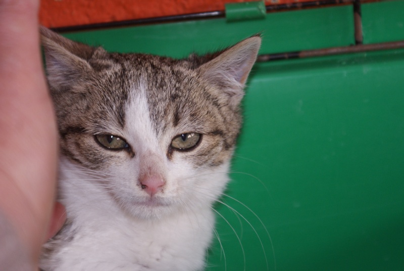  adoptée Gertrude chatonne de 1,5 mois 04/06 aevana Chato150