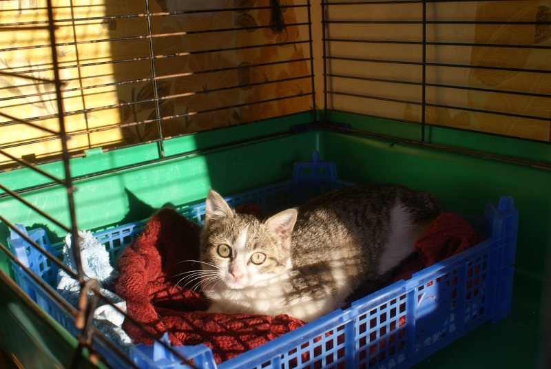  adoptée Gertrude chatonne de 1,5 mois 04/06 aevana Chato159