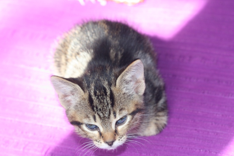  adoptés Hold-Up et Hip-Hop chatons d'un mois et demi males 04/06 Chato217