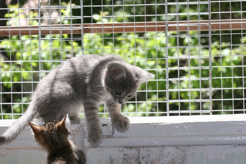  adoptée Hevéa chaton femelle gris bleu  2ms 04/06 Chato276