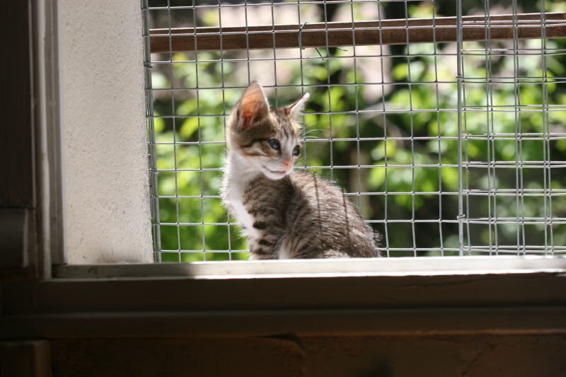  ADOPTE Huluberlu mini chaton male blanc et tigré 1ms et demi 04/06 Chato281