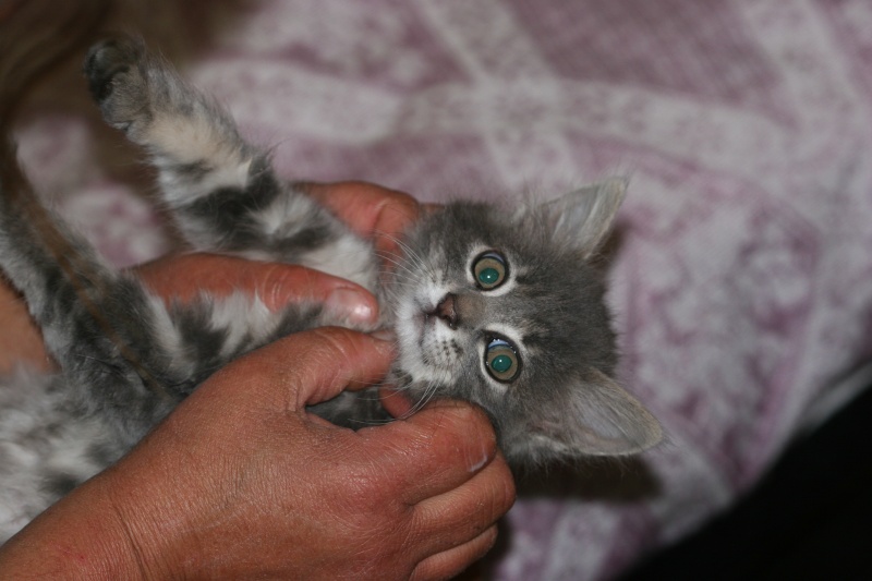 adoptée Garance petite femelle gris bleu a poil long 1mois et demi 04/06 Chaton28