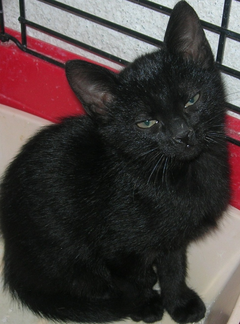 adopté Graphite petit chaton noir male de 1 mois et demi 04/06 Chaton31