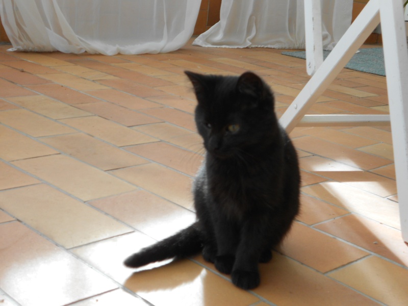   Adopté Harlem chaton noir 3mois 04/06 Dscn2612