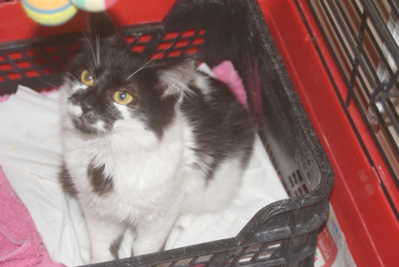 adoptés gnoki et  graziella 2 chatons noir et blanc un male et une femelle 3mois 04/06 Grishk19