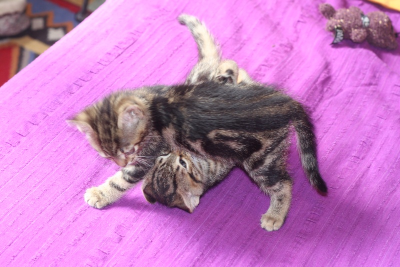  adoptés Hold-Up et Hip-Hop chatons d'un mois et demi males 04/06 Le_5ma14