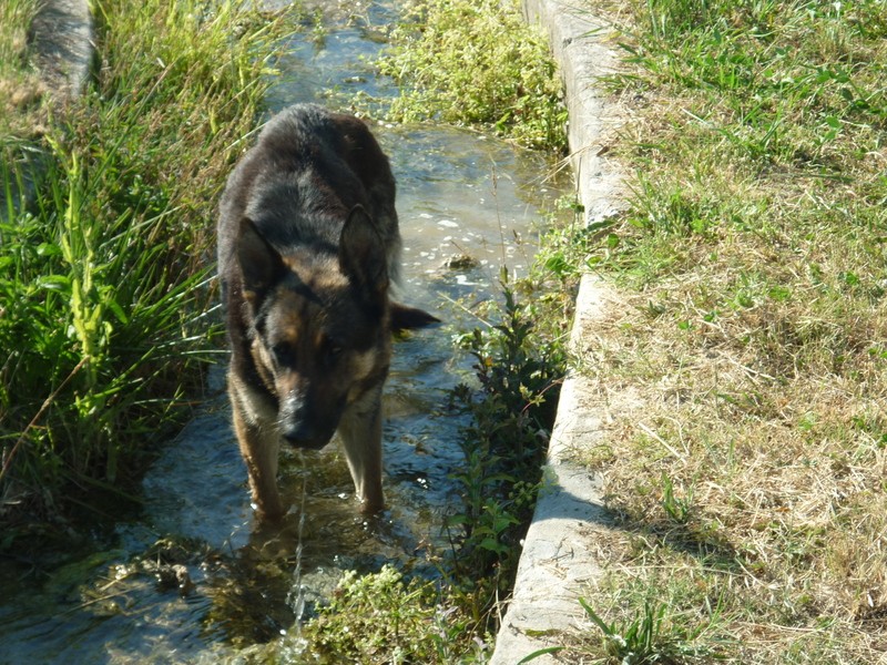 trouver Velanne chienne berger allemand 7 ans pres d'aix 13  le 26 juin 11 P1040510