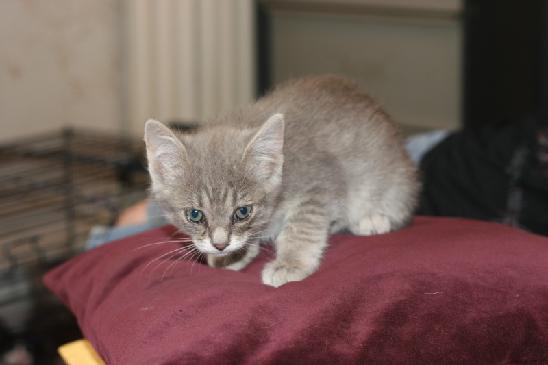  adoptée Hevéa chaton femelle gris bleu  2ms 04/06 Photos56