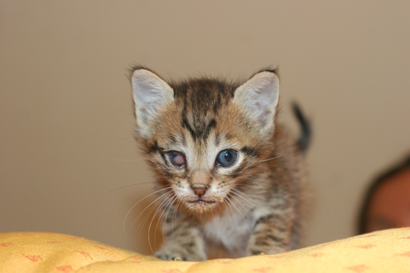  Adopté Hibou mini chaton male tigré 1 ms et demi 04/06 Photos68
