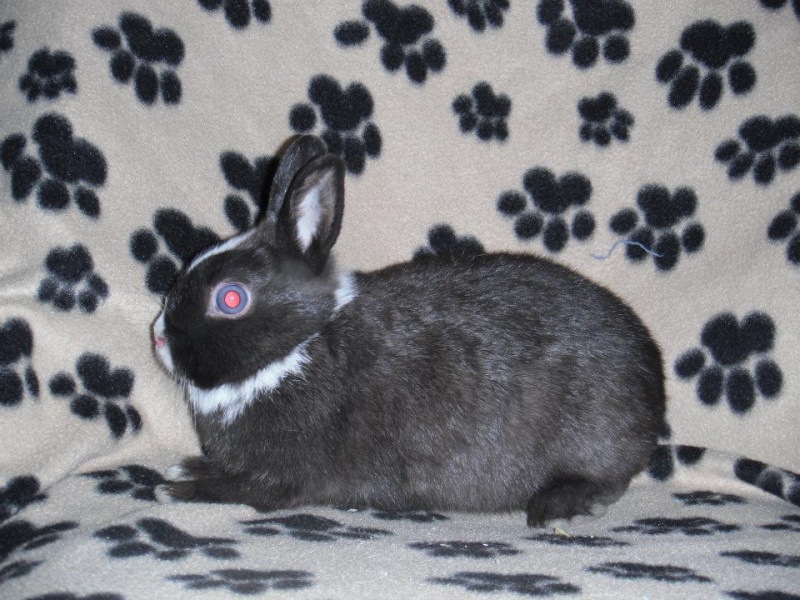 Recherche nain néerlandais mâle Vienna 42439910