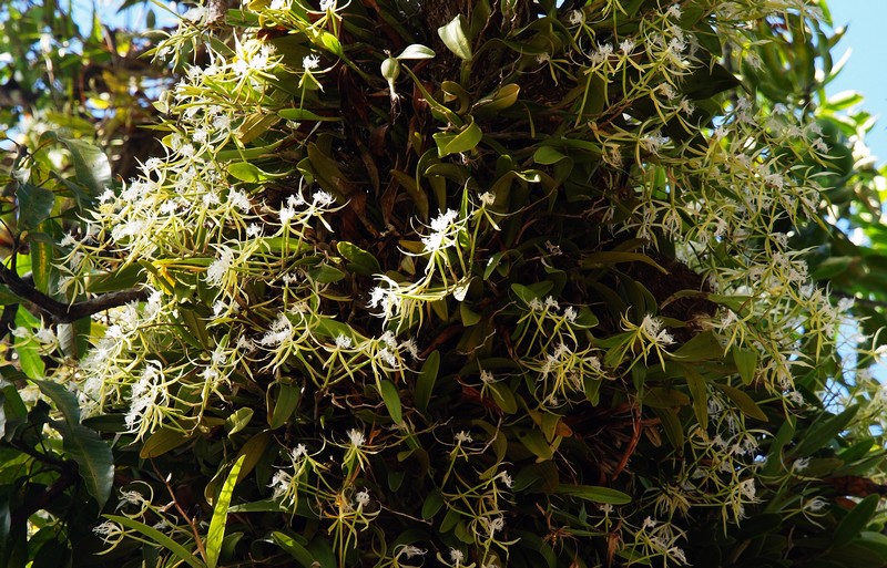 massif d epidendrum 00410