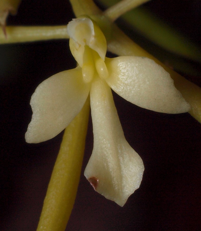 epidendrum purpurascens 02711