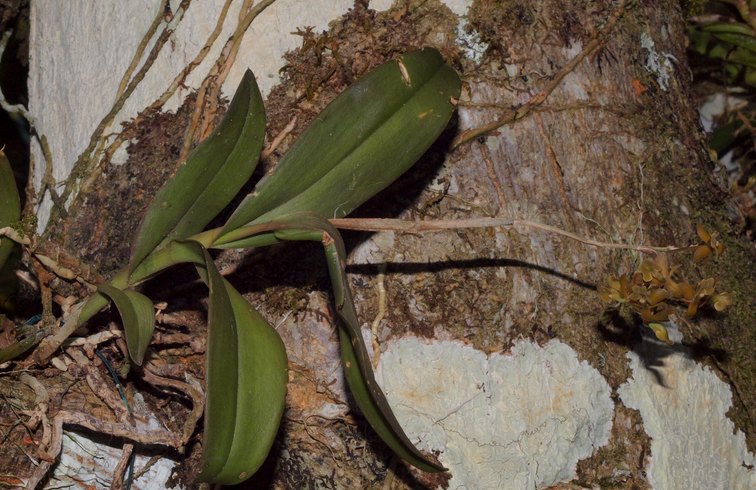 epidendrum anceps 06010