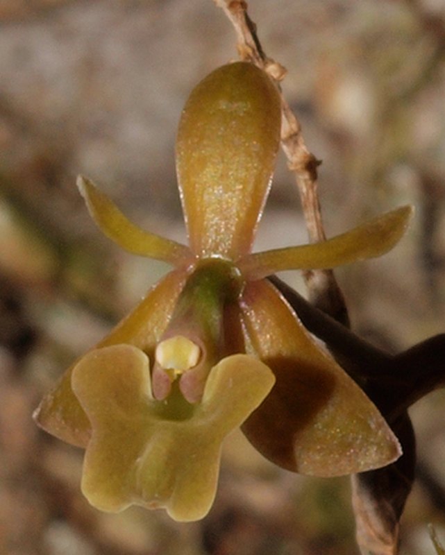 epidendrum anceps 06110