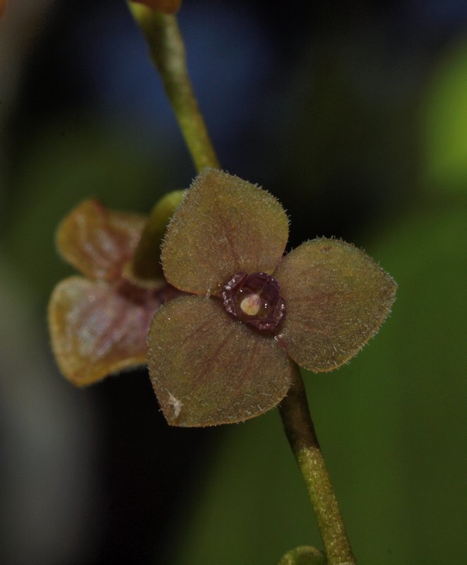 stelis argentata 06510