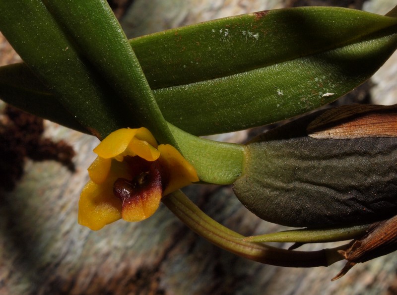 maxillaria caespitifica 06910