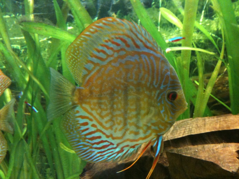 mes 9 discus Vends_11