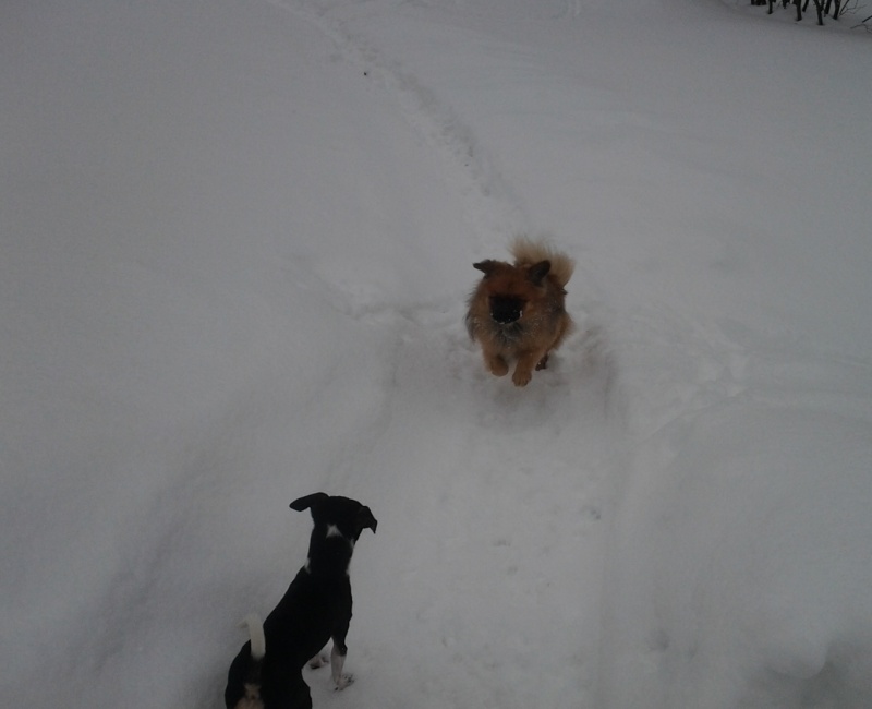 Mes chiens et l'hiver 2012-047