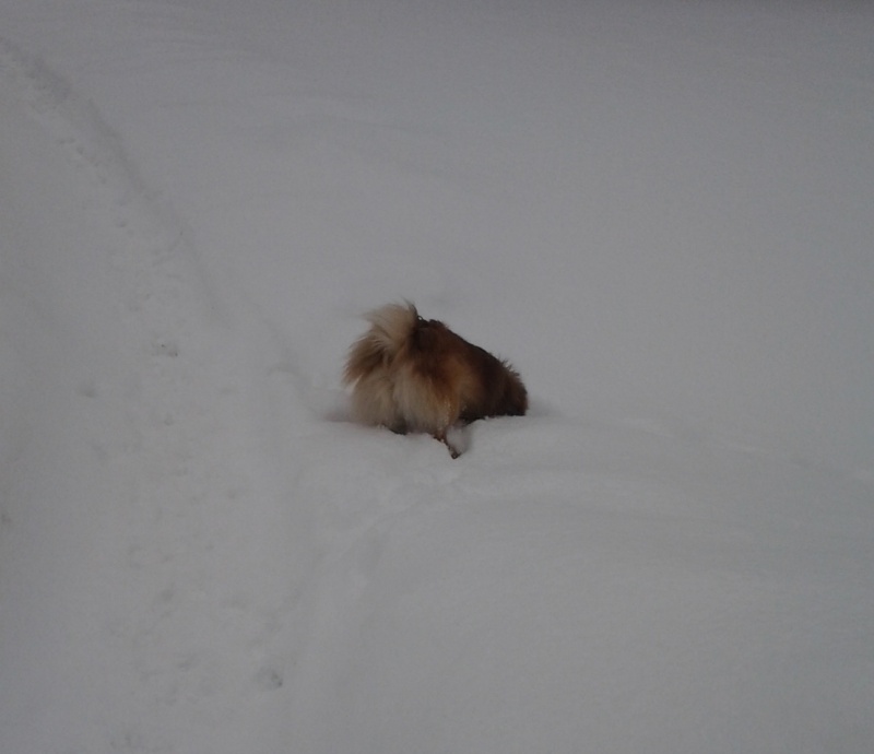 Mes chiens et l'hiver 2012-052