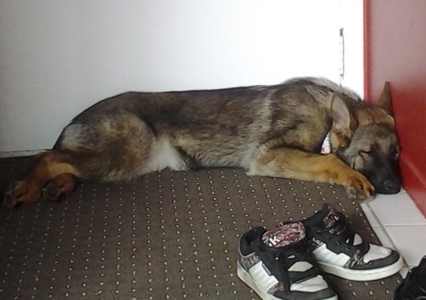 Photos: Mes chiens, le temps d'une sieste :) 2012-068