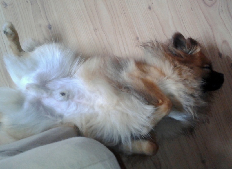 Photos: Mes chiens, le temps d'une sieste :) 2012-069