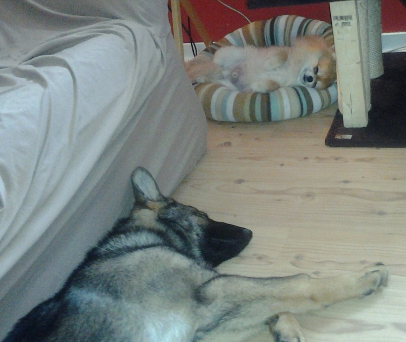 Photos: Mes chiens, le temps d'une sieste :) 2012-070