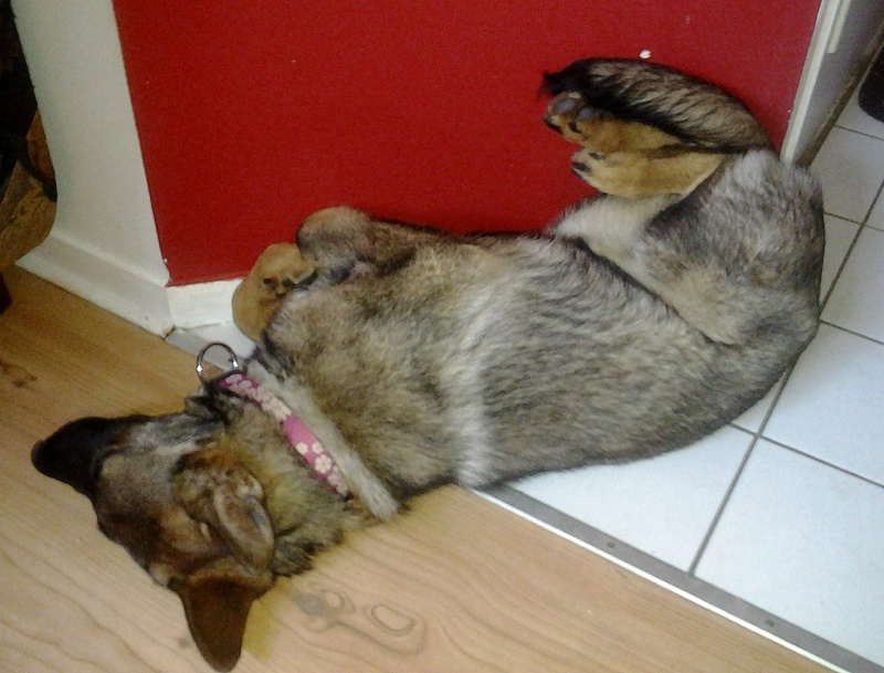 Photos: Mes chiens, le temps d'une sieste :) 2012-080
