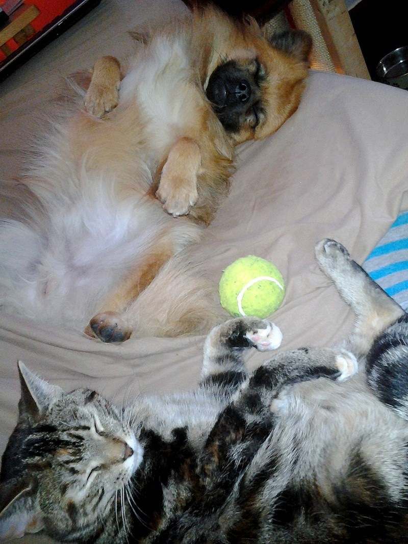 Photos: Mes chiens, le temps d'une sieste :) 2012-090