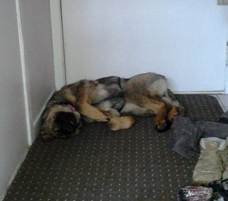 Photos: Mes chiens, le temps d'une sieste :) 2012-091