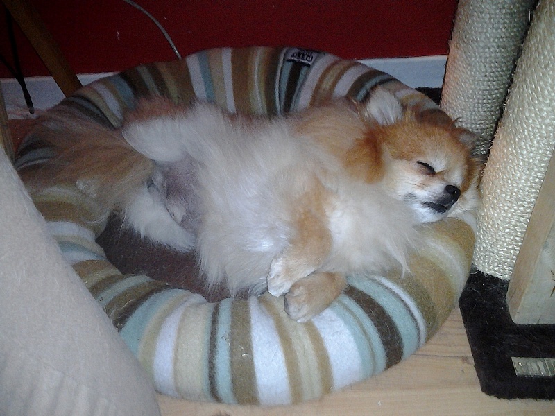 Photos: Mes chiens, le temps d'une sieste :) 2012-092