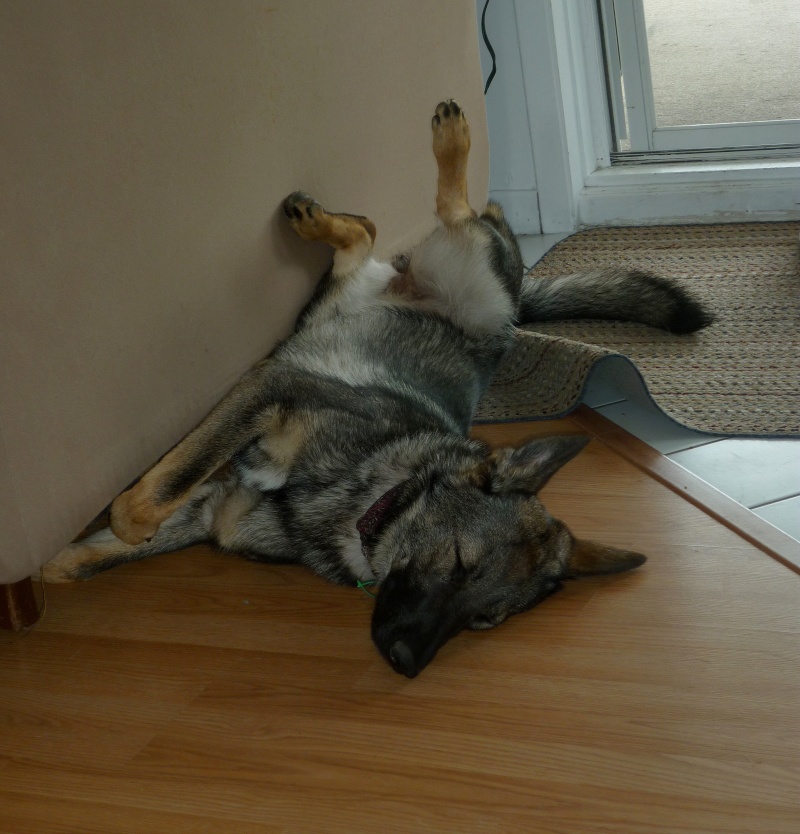Photos: Mes chiens, le temps d'une sieste :) P1130410