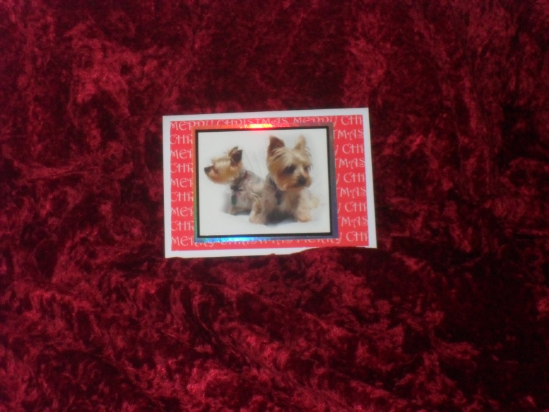 Merry Christmas Yorkie Card 6x4 #3 Xmas_032