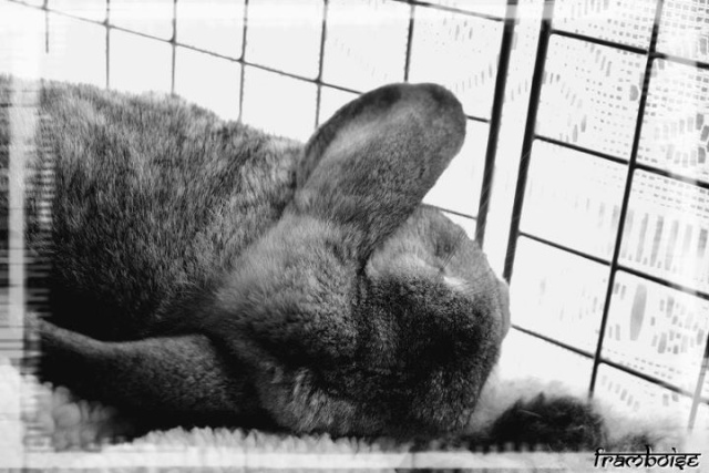 Comment dorment vos lapins? Photos à l'appui :) - Page 22 29900310