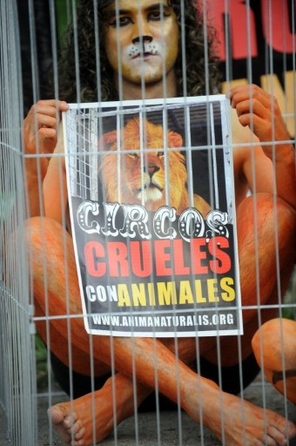 Le Pérou interdit les animaux dans les cirques  Le-per10
