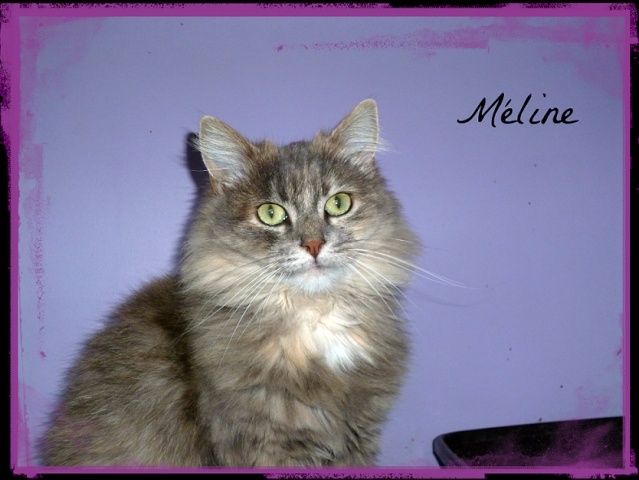 Méline sublime petite chatte poils mi longs Maline10