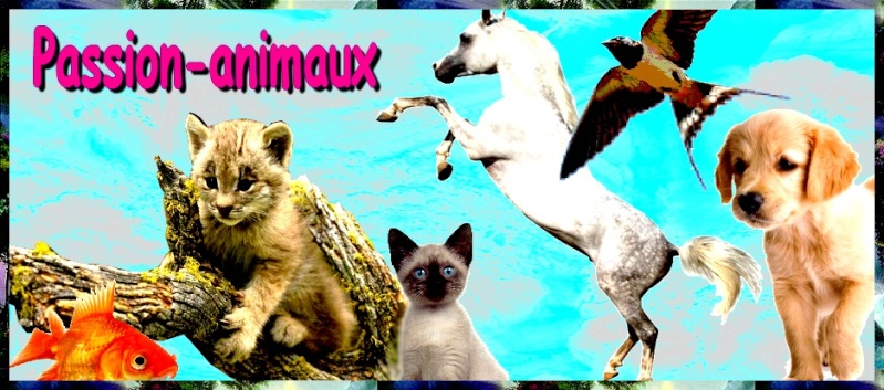 Montages: Pour honorer nos amis les animaux ...  Passio10