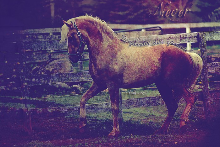 Chevaux palominos. Horse_12