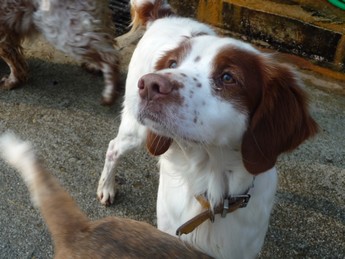 ARKA  épagneul breton  male  7 ans au refuge (17)   FB 00511