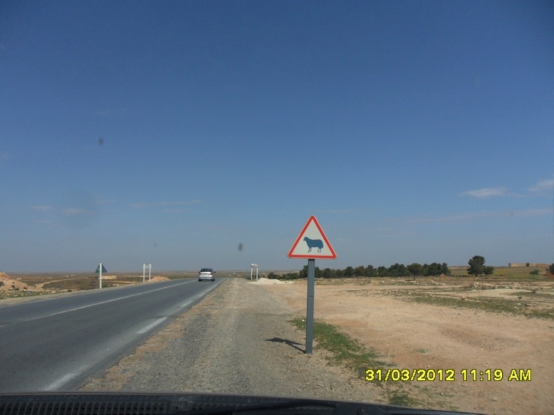 Alger-Biskra-Djelfa-Alger, 1200 Kms en 3 jours - Page 2 Sam_4115