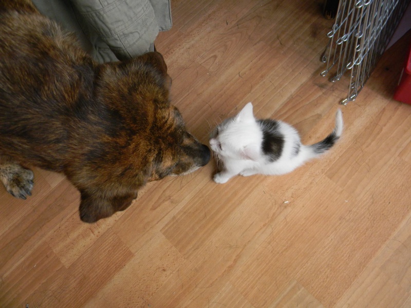 Fifille et Loulou 6mois recherchent une famille ENSEMBLE -Ecole du chat Valmont  61472111