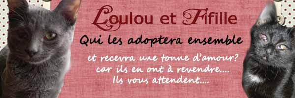 fifille loulou - Fifille et Loulou 6mois recherchent une famille ENSEMBLE -Ecole du chat Valmont  - Page 4 Baniar10