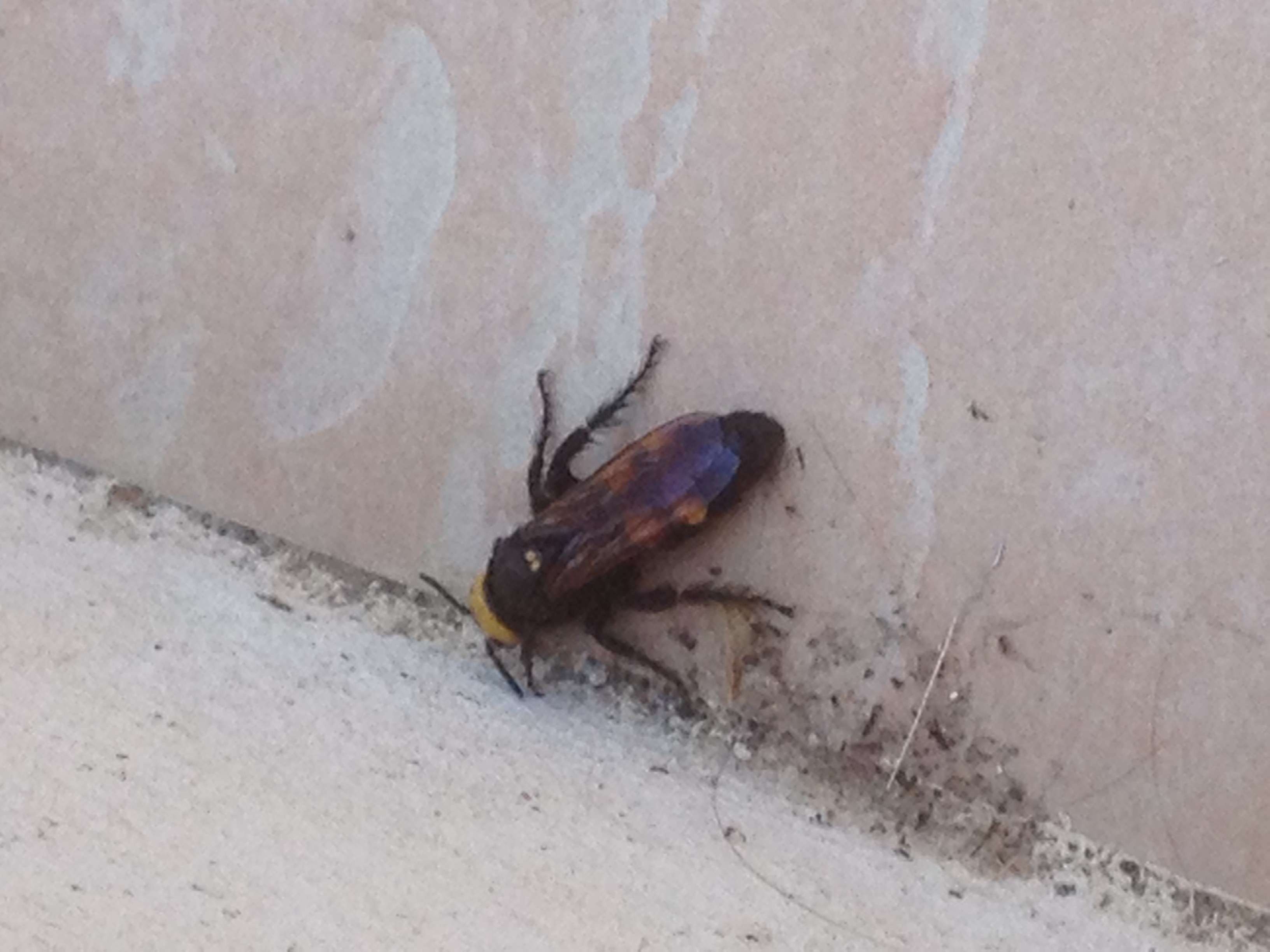 Un Monstre dans mon jardin Img_0310