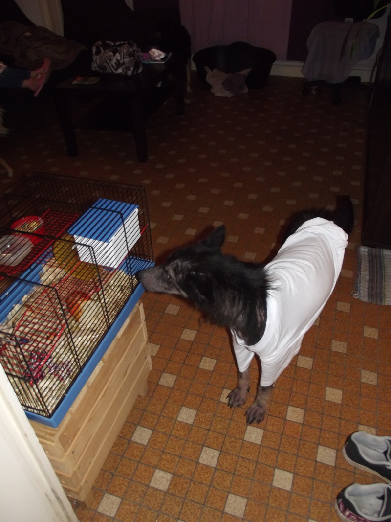 > Mika, un amour de petite chienne, née en mai 2011 - Adoptée Dscf1111