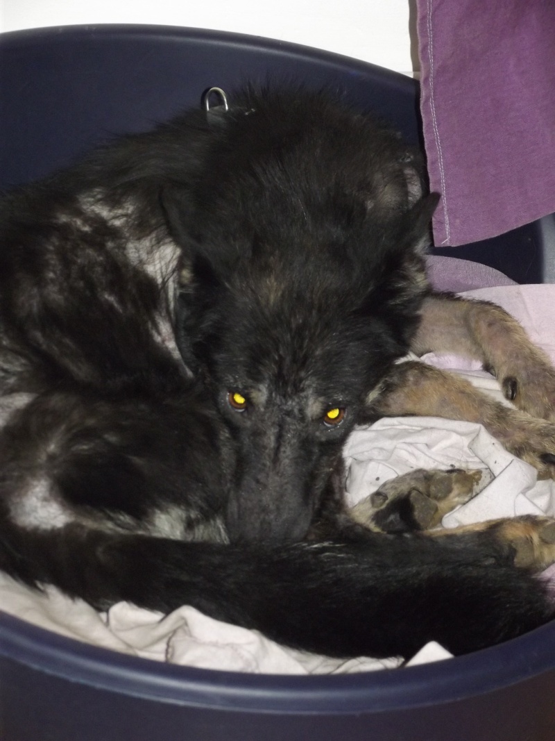> Mika, un amour de petite chienne, née en mai 2011 - Adoptée Dscf1117