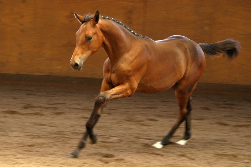 les cosaques et les chevaux Cheval12