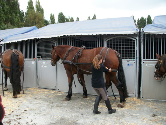 les chevaux dans ma campagne Imgp0212