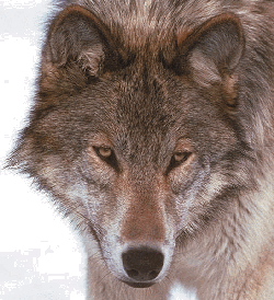 les loups Loup10
