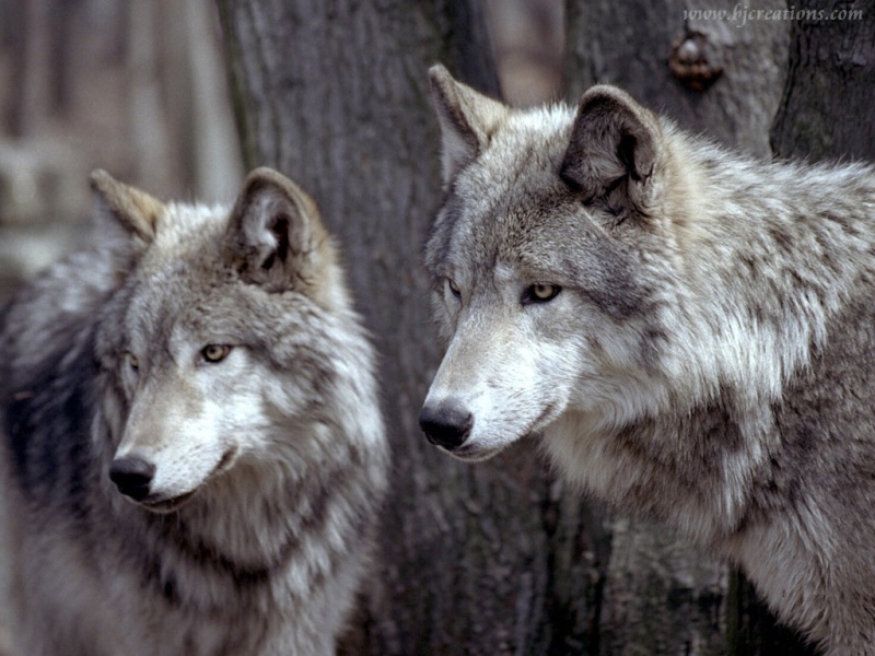les loups Loups_10